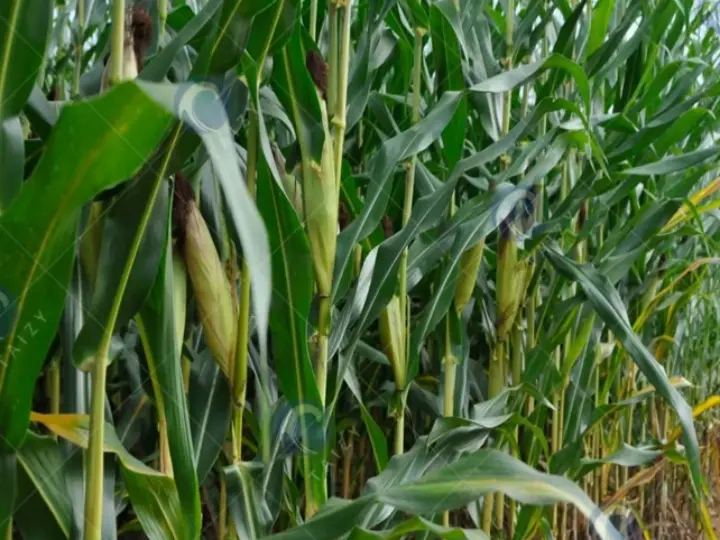 Corn Stalk