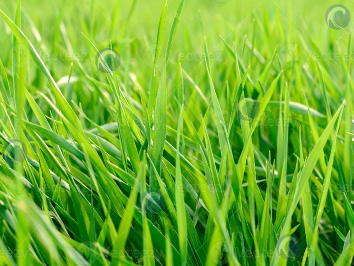 fresh grass