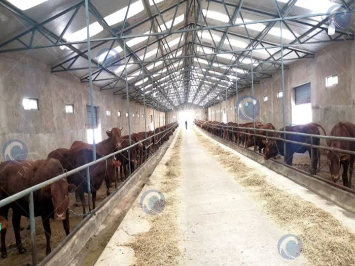 Cow Barn